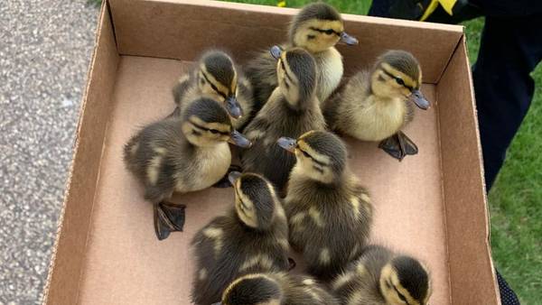 Cute rescue: Wisconsin police save 10 ducklings trapped in storm drain