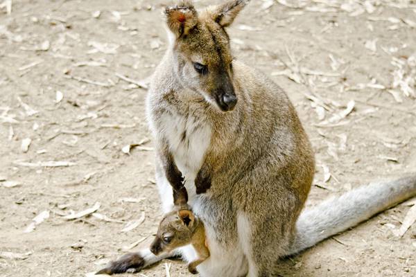 California zoo welcomes first baby wallaby